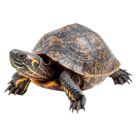 AI generated Turtle isolated on transparent background png