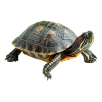 ai generado Tortuga aislado en transparente antecedentes png