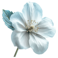 AI generated White flower isolated on transparent background. For use in scrapbooking, floristry or herbarium png