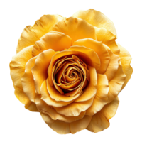 AI generated Yellow rose isolated on transparent background png