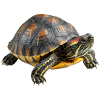 ai generado Tortuga aislado en transparente antecedentes png