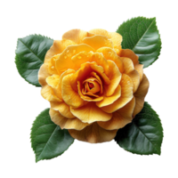 AI generated Beautiful yellow rose with green leaves isolated on transparent background png