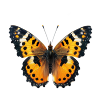 AI generated Butterfly isolated on transparent background png