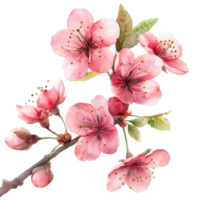 AI generated Watercolor painting of cherry flower isolated on transparent background. png