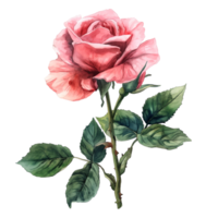 AI generated Watercolor painting of rose flower isolated on transparent background. png