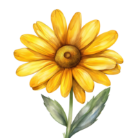 AI generated Watercolor painting of yellow daisy flower isolated on transparent background. png