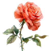 AI generated Watercolor painting of rose flower isolated on transparent background. png