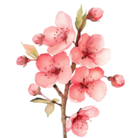 AI generated Watercolor painting of cherry flower isolated on transparent background. png