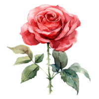 AI generated Watercolor painting of rose flower isolated on transparent background. png