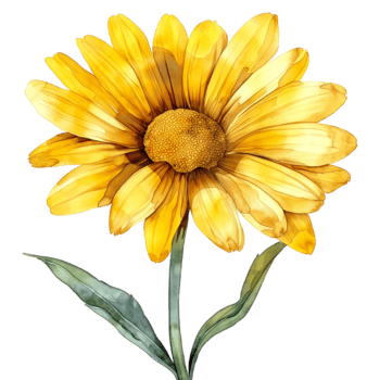 ai generiert Aquarell Gemälde von Gelb Gänseblümchen Blume isoliert auf transparent Hintergrund. png