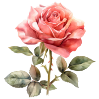 AI generated Watercolor painting of rose flower isolated on transparent background. png