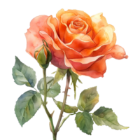 AI generated Watercolor painting of rose flower isolated on transparent background. png