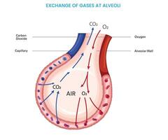 Alveoli exchange oxygen and carbon dioxide in lungs vector