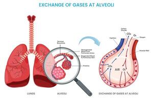 Exchange of gases at alveoli, Oxygen diffuses into the bloodstream while carbon dioxide exits vector