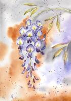 Hand painted watercolor wisteria on the abstract background. Watercolor wisteria painting. vector