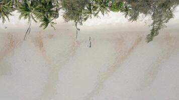 Man with a metal detector walks along the beach searching for valuable objects. video