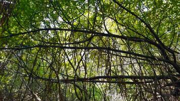 Moving through a tropical forest with large trees and green crowns. Action. Low angle view of hanging branches with green leaves. video