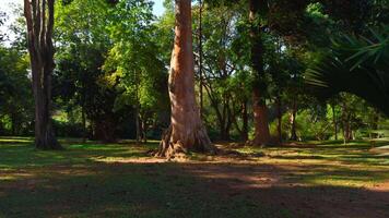 luce del sole brilla nel un' bellissimo vecchio crescita foresta. azione. sequoia massiccio verde alberi su un' estate soleggiato giorno. video