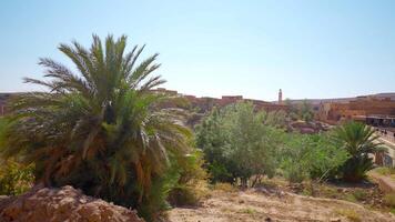 hermosa ver de Desierto palma arboles con antiguo fortaleza. acción. hermosa Desierto paisaje con palma arboles y antiguo Roca fortaleza. antiguo Roca fortaleza en Desierto zona con dedos en soleado video