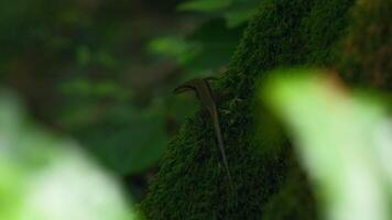 fechar acima do lagarto em uma musgoso árvore porta-malas. criativo. natural fundo com verde natureza e lagarto. video