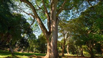 Walk through the magic forest on a sunny day. Action. Sun rays emerging though the green tree branches. video