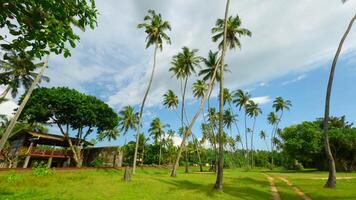 Natural landscape of palm trees and green bright grass. Action. Beautiful cottage and summer countryside landscape. video