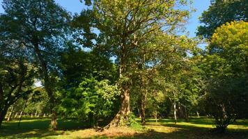 andar através a Magia floresta em uma ensolarado dia. Ação. Sol raios emergente Apesar a verde árvore galhos. video