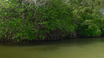 premier la personne vue de le bateau flottant sur le rivière par mangroves dans le sauvage tropical forêt tropicale. action. vert des buissons et des arbres et sale rivière. video