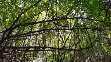 Moviente mediante un tropical bosque con grande arboles y verde coronas acción. bajo ángulo ver de colgando ramas con verde hojas. video