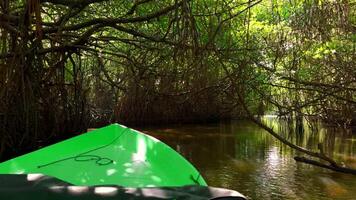 barco viagem em tropical rio entre emaranhado árvore galhos. Ação. lindo caminhada viagem ao longo rio dentro tropical selva. video