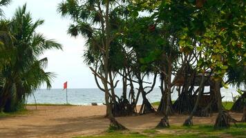 bellissimo Visualizza di tropicale alberi con rami su sfondo di mare spiaggia. azione. strada con tropicale alberi e palma alberi principale per spiaggia. bellissimo tropicale Visualizza di palma alberi di mare spiaggia su soleggiato video