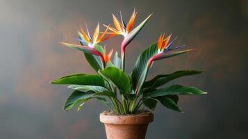 AI generated A miniature bird of paradise plant housed in a terracotta pot. photo