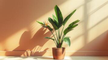 AI generated A miniature bird of paradise plant housed in a terracotta pot. photo