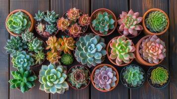 AI generated Top view showing various succulents growing on a wooden table in natural light. photo