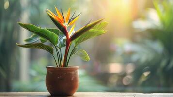 AI generated A miniature bird of paradise plant housed in a terracotta pot. photo