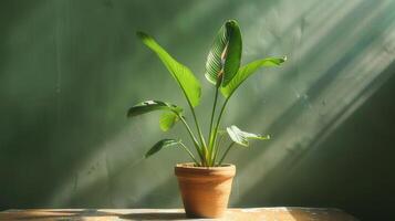 AI generated A miniature bird of paradise plant housed in a terracotta pot. photo