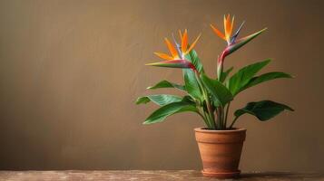 AI generated A miniature bird of paradise plant housed in a terracotta pot. photo