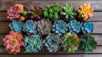 AI generated Top view showing various succulents growing on a wooden table in natural light. photo