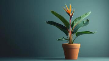 AI generated A miniature bird of paradise plant housed in a terracotta pot. photo