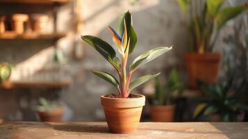 AI generated A miniature bird of paradise plant housed in a terracotta pot. photo