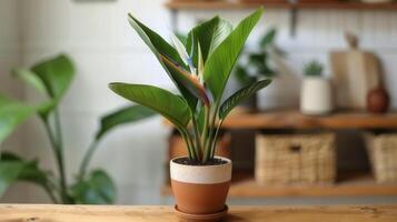 AI generated A miniature bird of paradise plant housed in a terracotta pot. photo