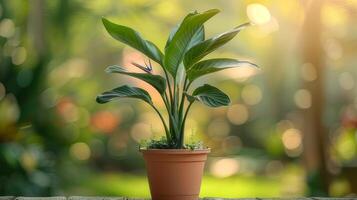 AI generated A miniature bird of paradise plant housed in a terracotta pot. photo