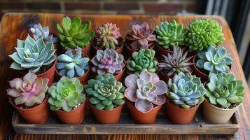 AI generated Top view showing various succulents growing on a wooden table in natural light. photo