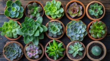 AI generated Top view showing various succulents growing on a wooden table in natural light. photo