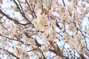 White nice delicate spring flowers,fruit tree, gardening photo