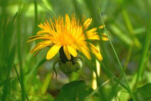 Cute nice yellow dandelion flower on a green meadow photo