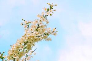 Sky.Gardening.Fruit tree bloom.Beautiful white lovely spring flowers photo