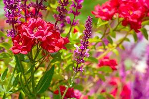 Landscaping.Young shoots of decorative pink sage, climbing red rose photo