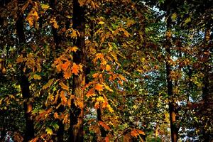 Autumn bright orange oak leaves  in sunny day photo