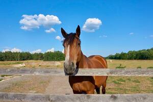 el linda marrón caballo y un ganado granja en el pueblo foto